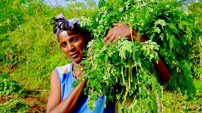 Moringa: Elixír života pro suchou, unavenou a ekzematickou pleť se zázračnými vlastnostmi i použitím v kosmetice